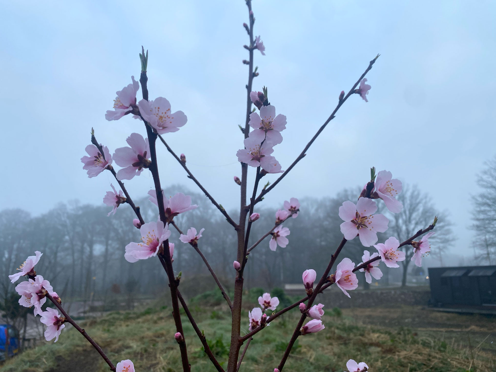 bloem