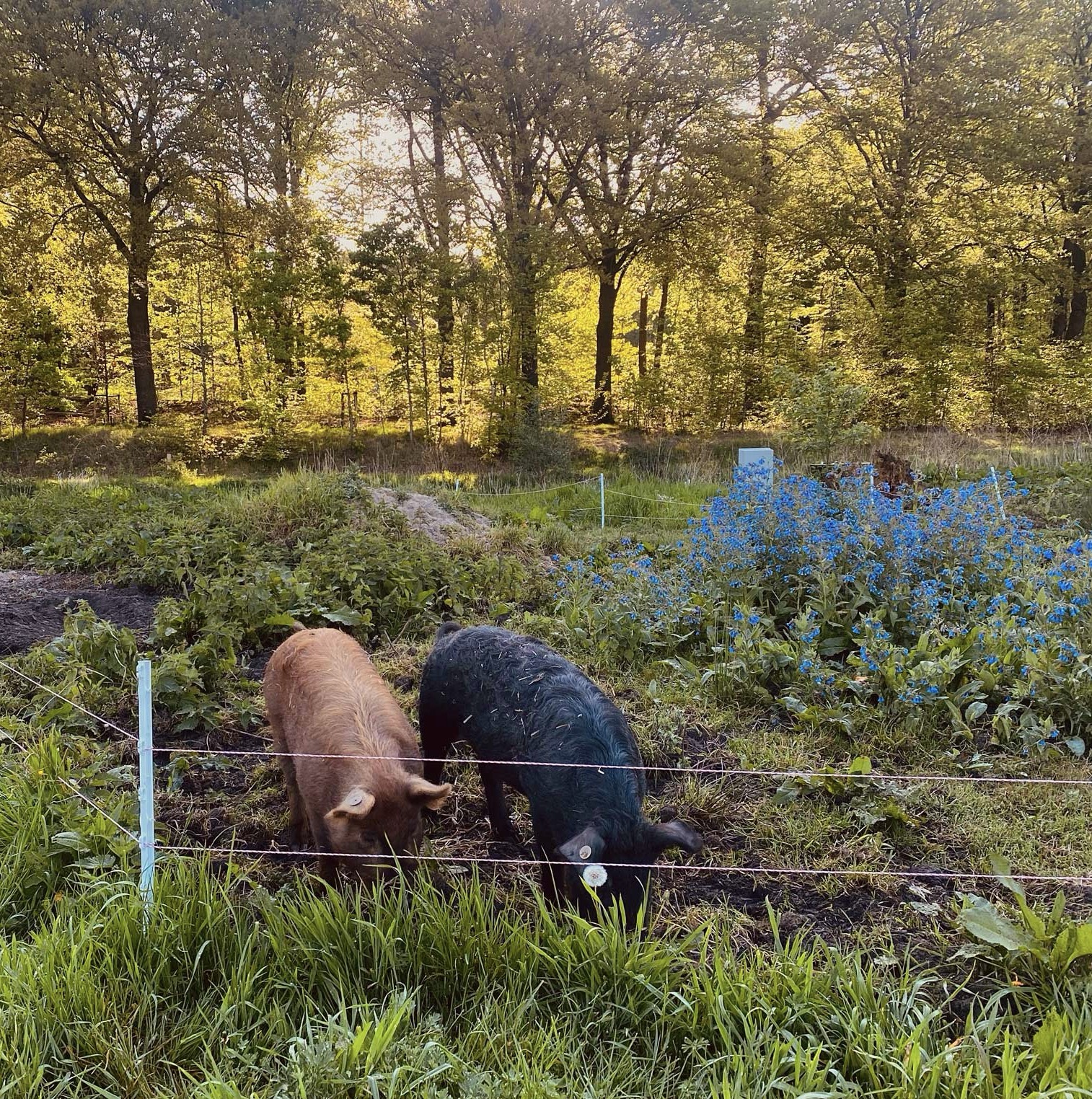 varkens